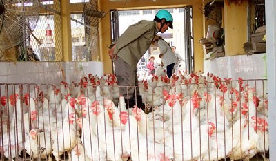 Price of white industrial chicken has drastically dropped causing heavy losses to several farms and businesses (Photo: SGGP)